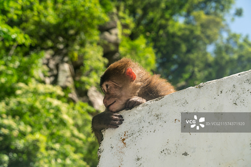 四川雅安天全喇叭河野生猴子图片素材