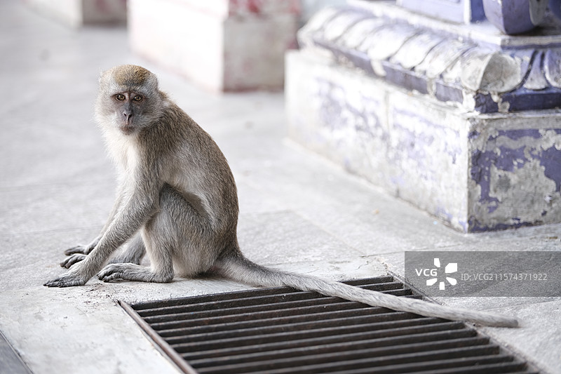 Batu Caves - 吉隆坡黑风洞的野生猴子特写图片素材