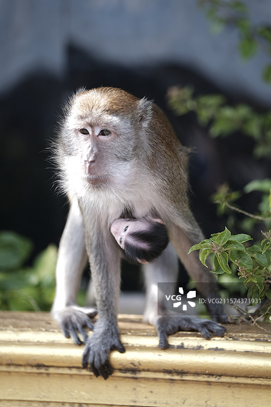 Batu Caves - 吉隆坡黑风洞的野生猴子特写图片素材