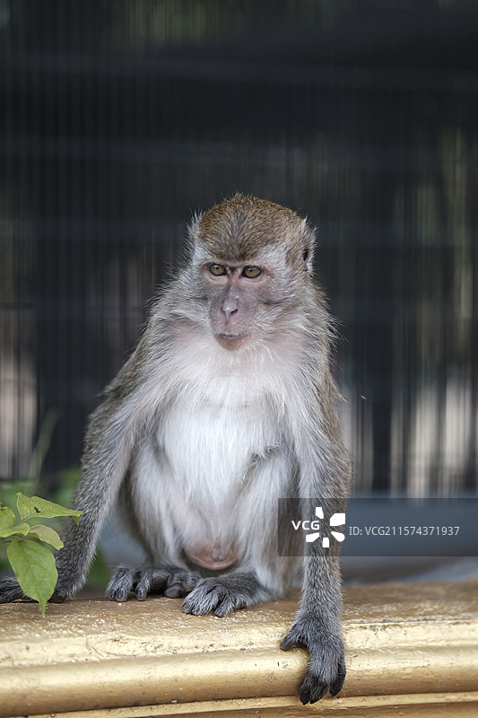 Batu Caves - 吉隆坡黑风洞的野生猴子特写图片素材