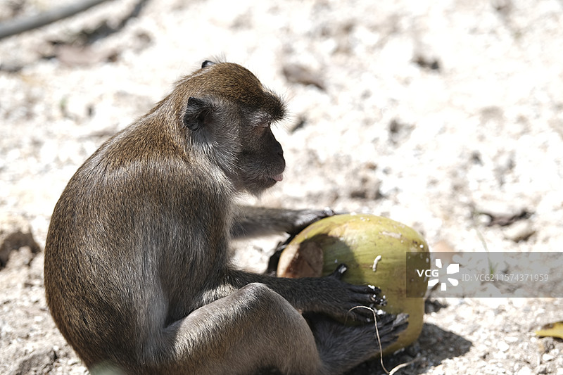 Batu Caves - 吉隆坡黑风洞的野生猴子特写图片素材