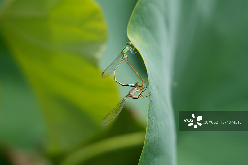 武汉东湖荷园：中国荷文化研究中心荷花图图片素材