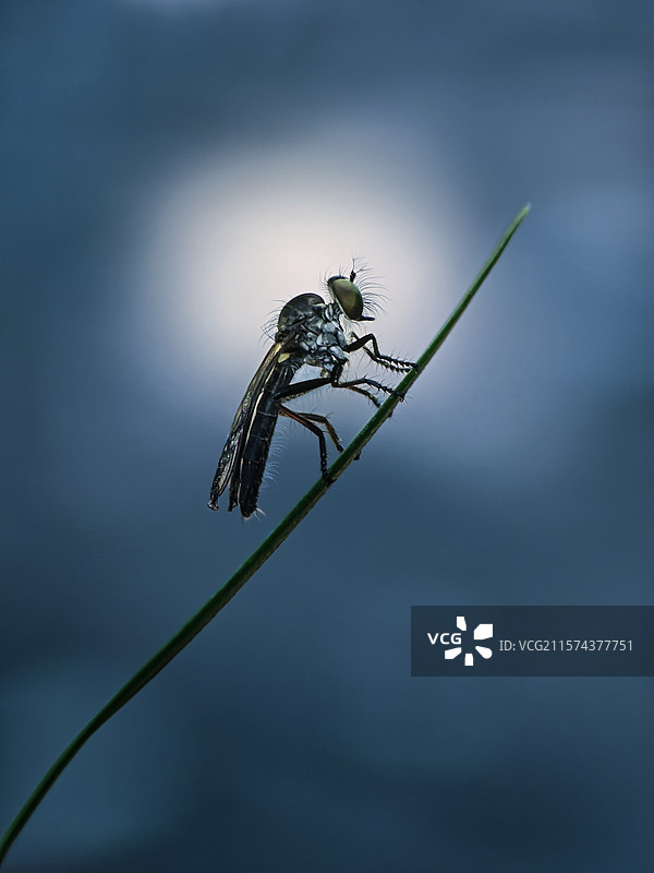 空中猎手~食虫虻图片素材