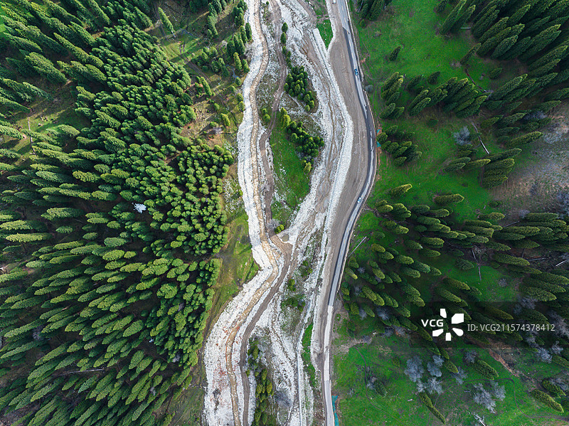 森林中松树的高角度视图图片素材