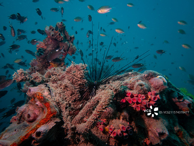 海底黑刺：海胆与珊瑚的共生之舞图片素材
