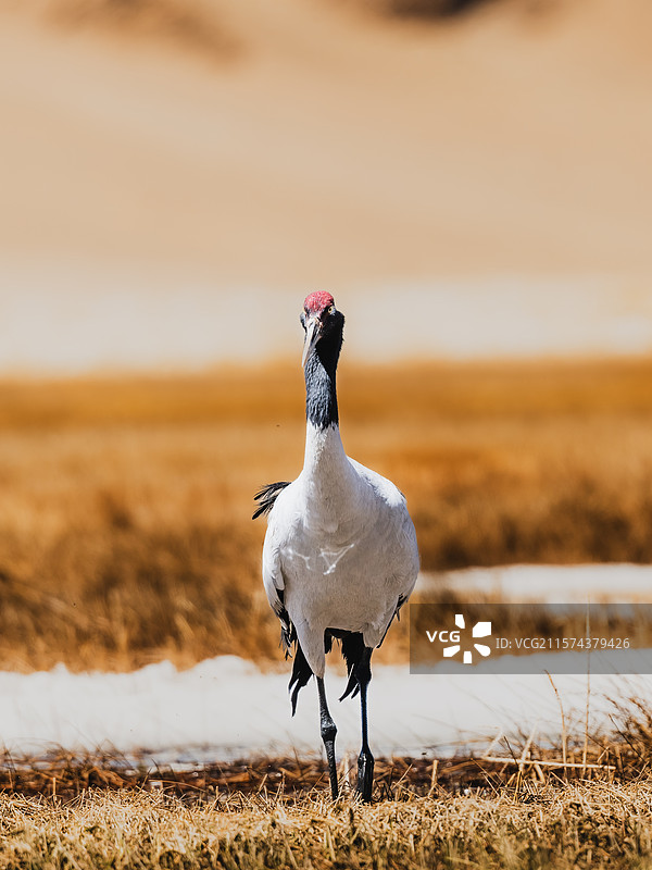 野生鸟，野生动物图片素材