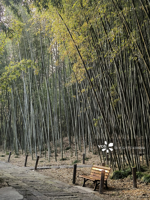 上海植物园竹林图片素材
