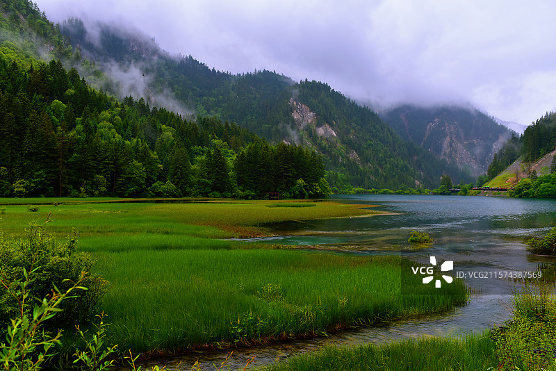 箭竹海图片素材