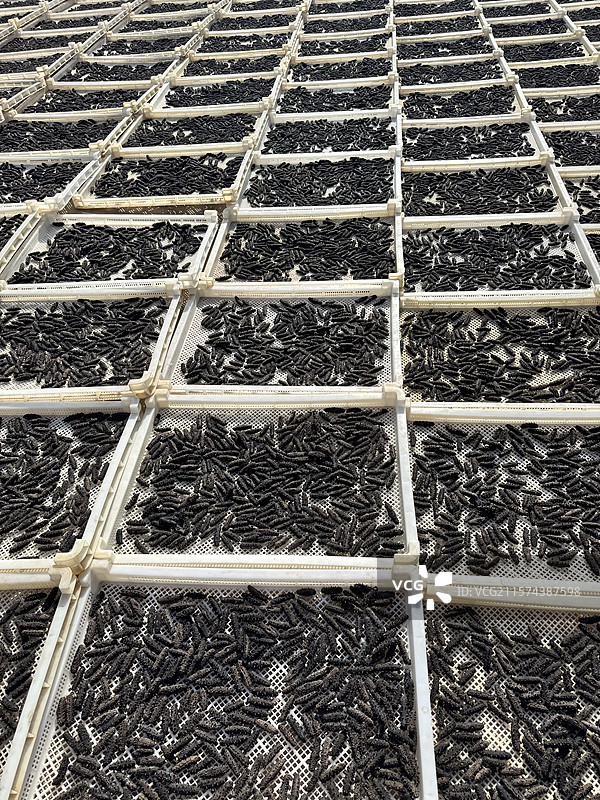 淡干海参加工晾晒图片素材