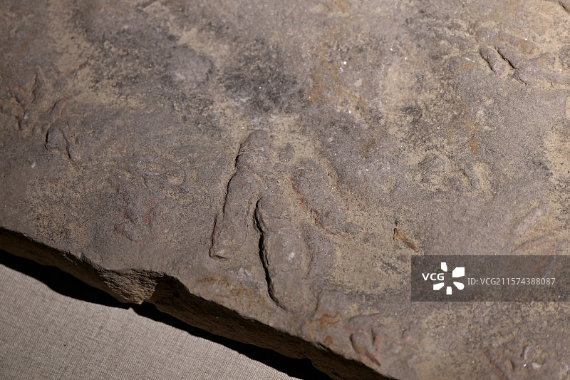 永年恐龙足迹，四川自贡，中侏罗纪，恐龙化石标本，龙吟九州·中国恐龙大展，上海自然博物馆图片素材