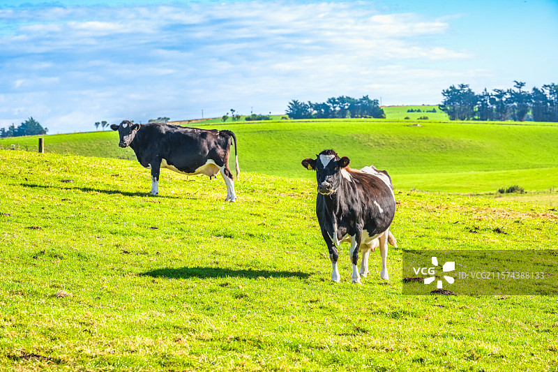新西兰天然牧场的养殖奶牛图片素材