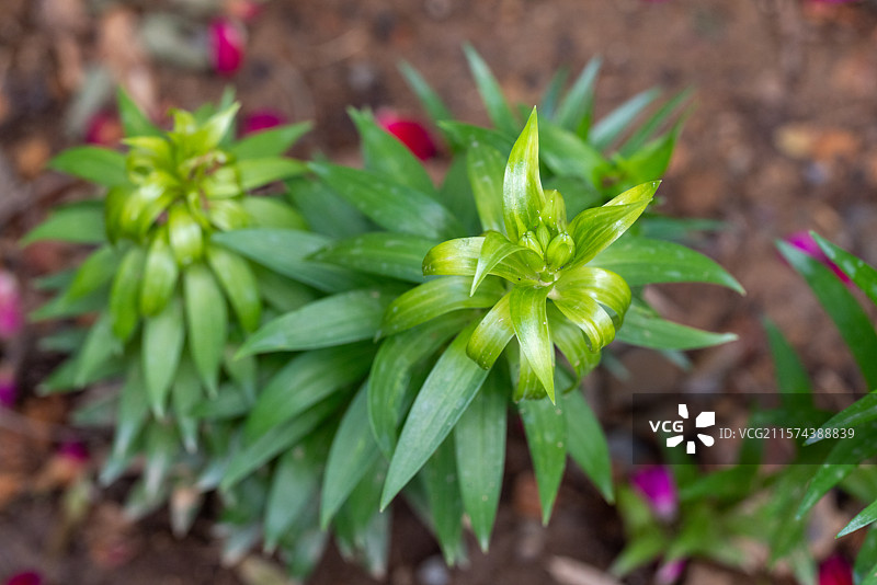 微距特写生长中的百合花花苞绿叶图片素材