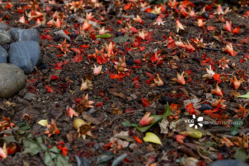 地面散落的红色花瓣和枯叶图片素材