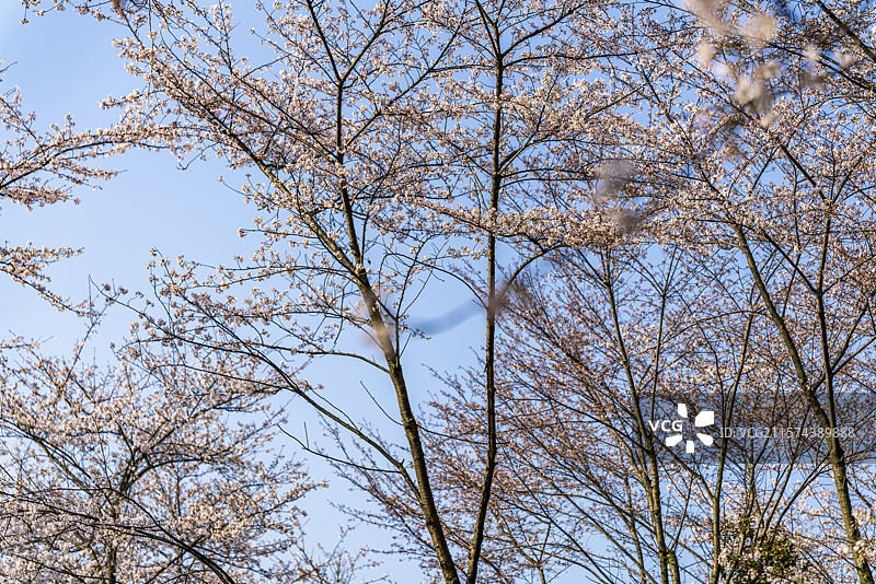 樱花园林贵安樱花图片素材