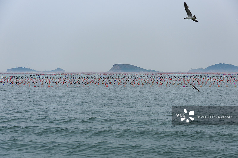 海鸥渔业养殖业渔排海上牧场海景风光图片素材