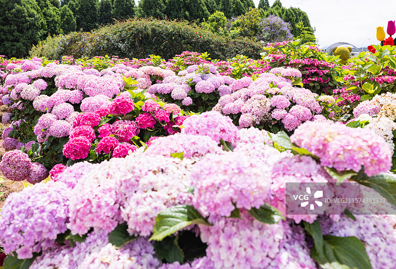 绣球花二：昆明捞鱼河湿地公园的绣球花，不仅药用价值高，且艳丽好看。游客拍照打卡，驻足观看，络绎不绝。图片素材