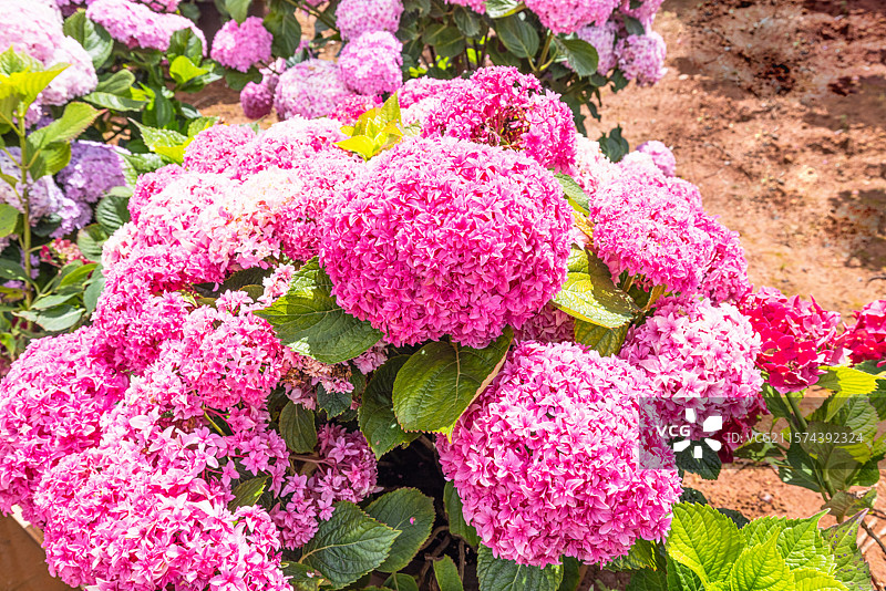 绣球花二：昆明捞鱼河湿地公园的绣球花，不仅药用价值高，且艳丽好看。游客拍照打卡，驻足观看，络绎不绝。图片素材