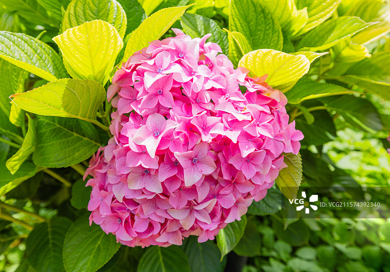 绣球花二：昆明捞鱼河湿地公园的绣球花，不仅药用价值高，且艳丽好看。游客拍照打卡，驻足观看，络绎不绝。图片素材