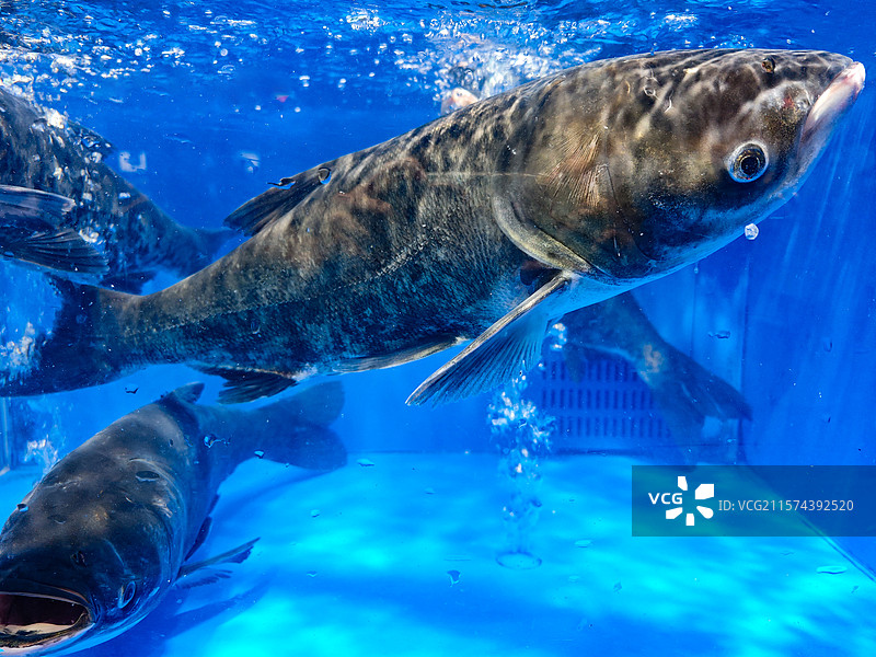 水箱里的大头鱼图片素材