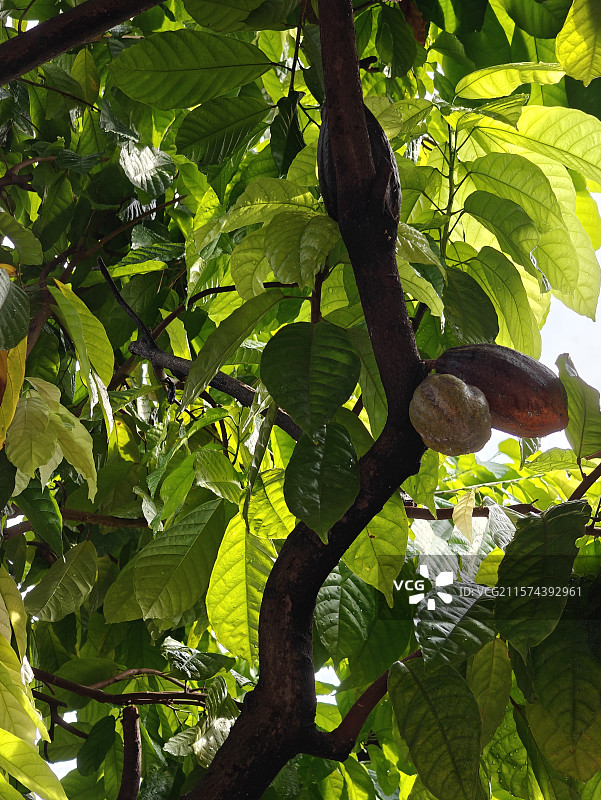 可可树-巧克力制作来源图片素材