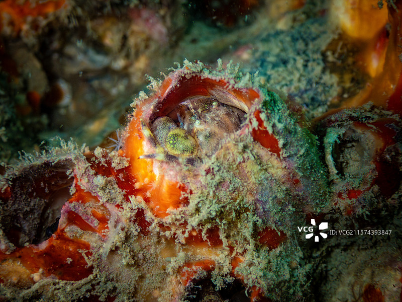 微距奇观：寄居蟹的水下生活图片素材