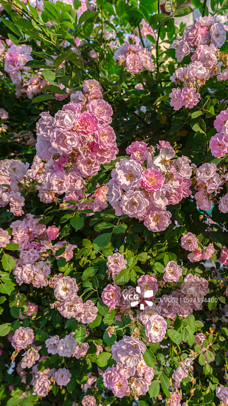盛开的七姊妹蔷薇花图片素材