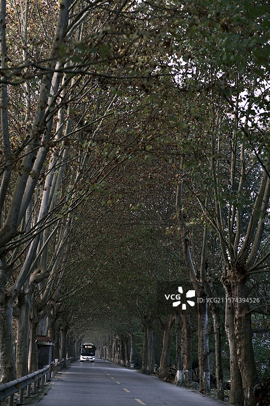 梧桐大道图片素材