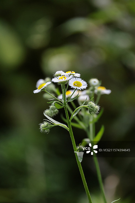 白色小雏菊花朵图片素材
