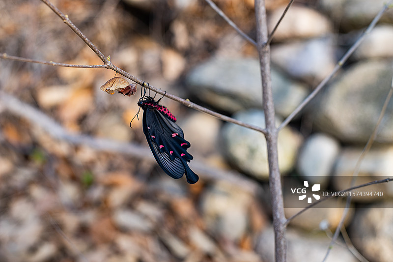 中国野生植物野外动物拍摄主题，春天的树枝上破茧成蝶的黑色彩色大蝴蝶，户外白昼无人图像摄影图片素材
