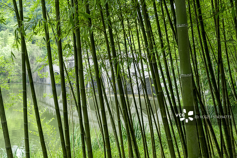 唯美竹林背景图图片素材