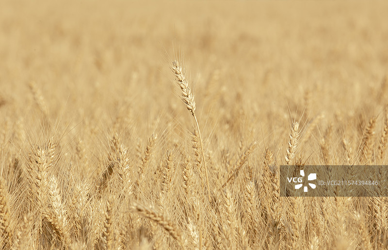 麦子熟了图片素材
