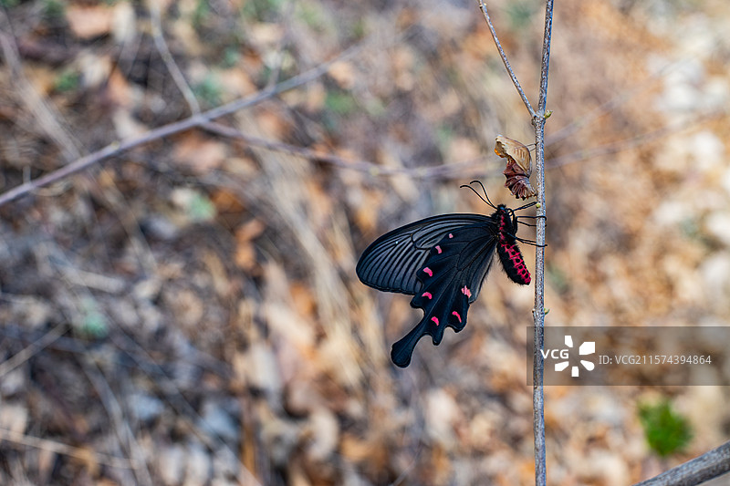 中国野生植物野外动物拍摄主题，春天的树枝上破茧成蝶的黑色彩色大蝴蝶，户外白昼无人图像摄影图片素材