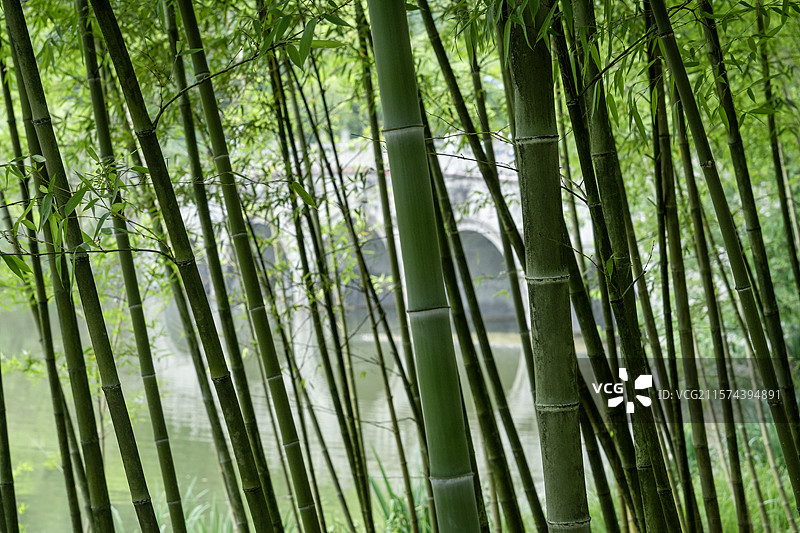 唯美竹林背景图图片素材