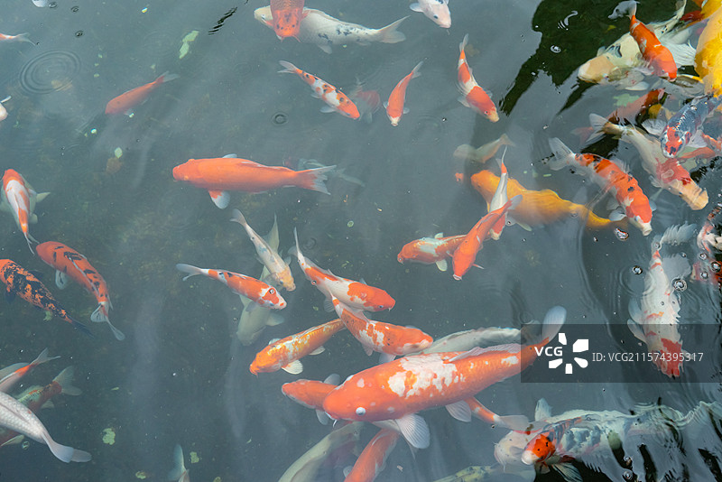 中国野生动物拍摄主题，高视角俯拍池塘里的黄色红色黑色的金鱼锦鲤，户外白昼无人图像摄影图片素材