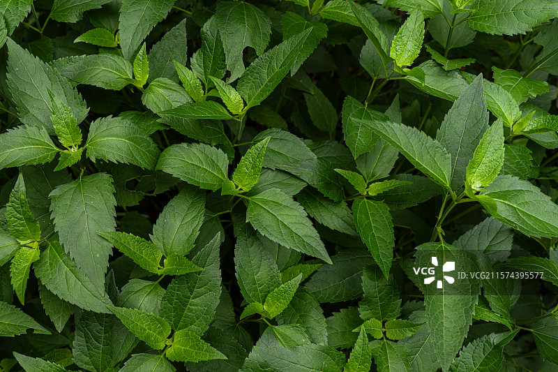 北京翠湖湿地公园绿色叶子背景图片素材