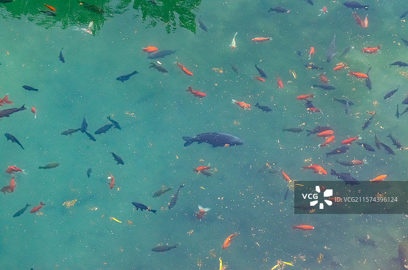 中国5A级旅游景区拍摄主题，山东省济南市趵突泉公园园林，泉水里的锦鲤鲤鱼，户外白昼无人图像摄影图片素材