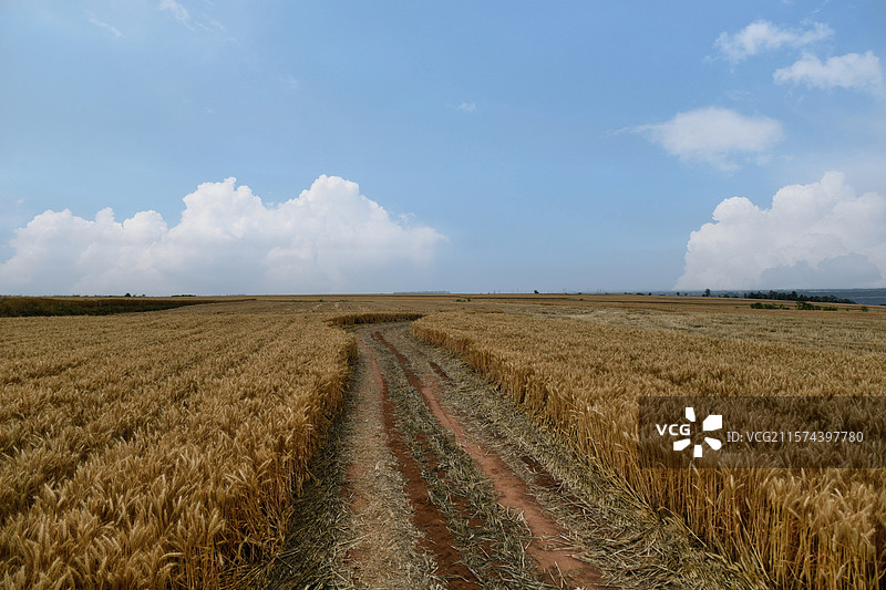 西安市长安区中江兆村万亩麦田图片素材