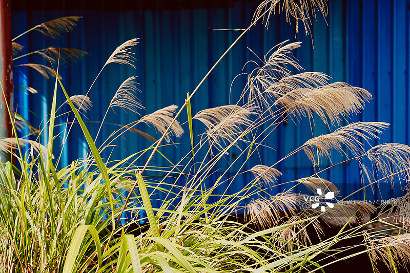 霞浦 风景 芦苇 立秋 寒露图片素材