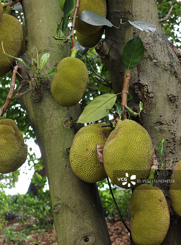菠萝蜜树图片素材