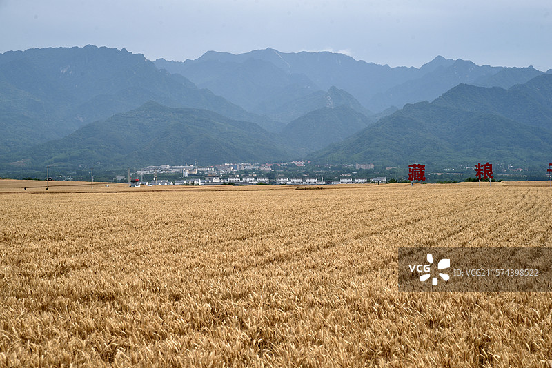 西安市长安区中江兆村万亩麦田图片素材