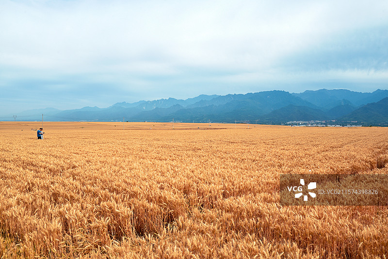 西安市长安区中江兆村万亩麦田图片素材