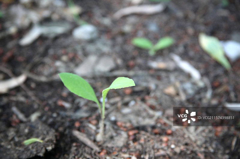 象征希望与和平的绿色植物幼苗图片素材