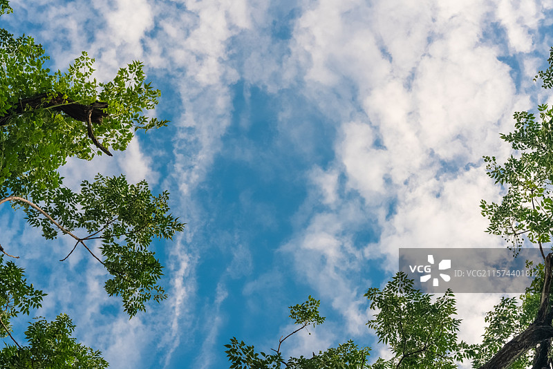 蓝天白云下的树冠图片素材