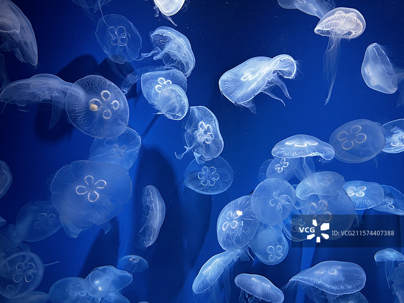 水母海洋馆里的水母图片素材