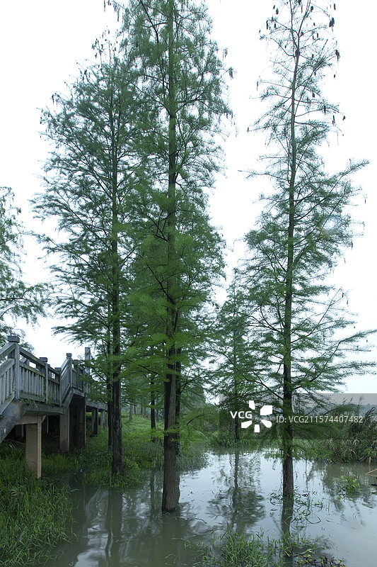 翠绿的水杉树图片素材
