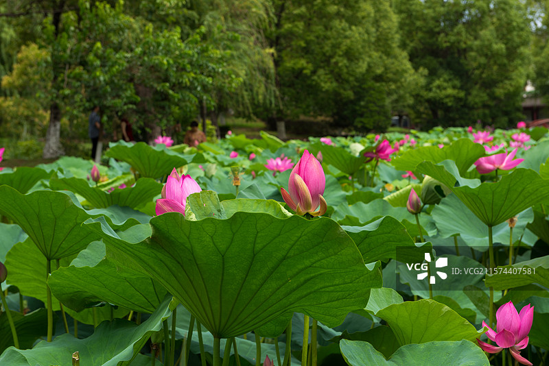 湖北襄阳荟园夏日荷花风景图片素材
