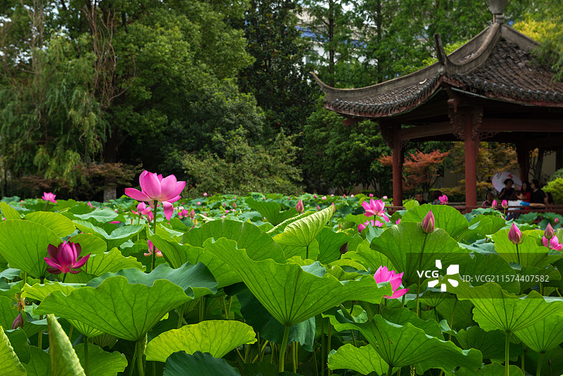 湖北襄阳荟园夏日荷花风景图片素材