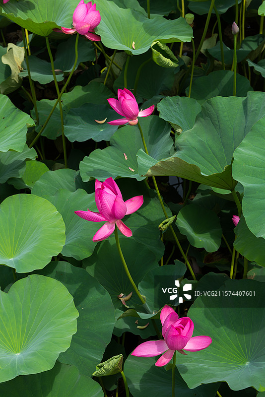 湖北襄阳荟园夏日荷花风景图片素材