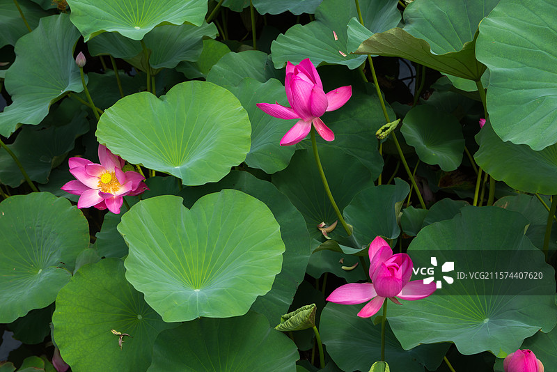 湖北襄阳荟园夏日荷花风景图片素材