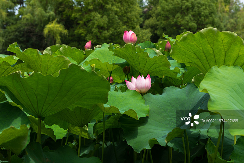 湖北襄阳荟园夏日荷花风景图片素材